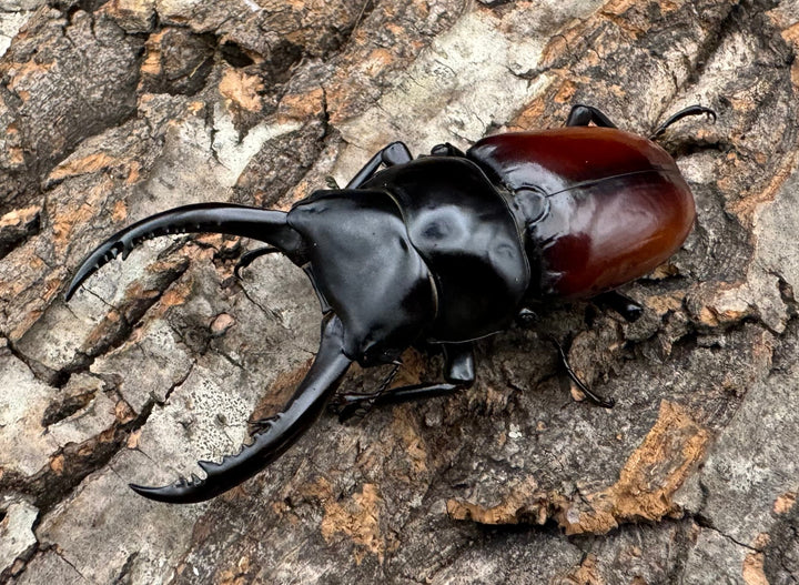 《アローコクワ亜種リエン 72mm ♂♀♀トリオ》