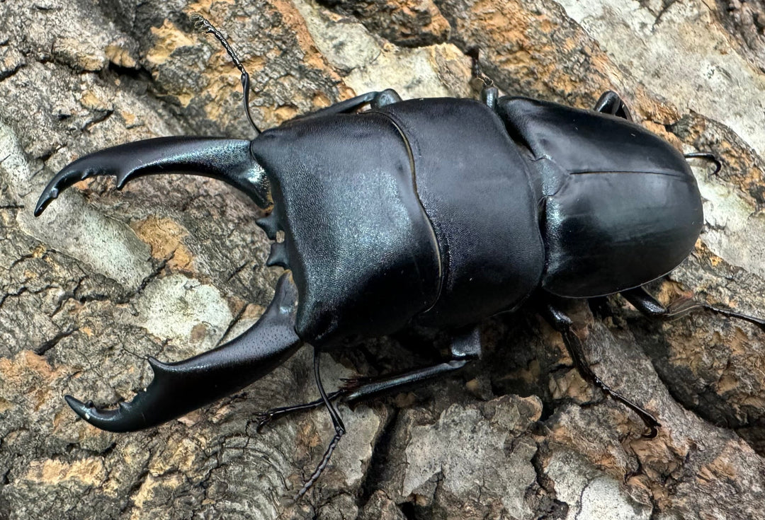 【WD】大型《ウンナンヒラタ 72mm ペア》