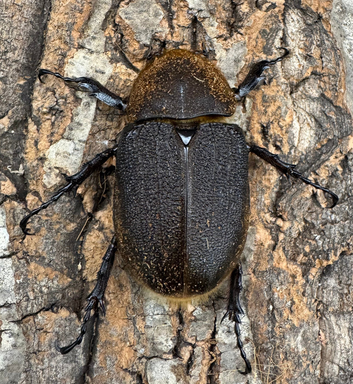 《ヘラクレス・ヘラクレス 125mm ペア》