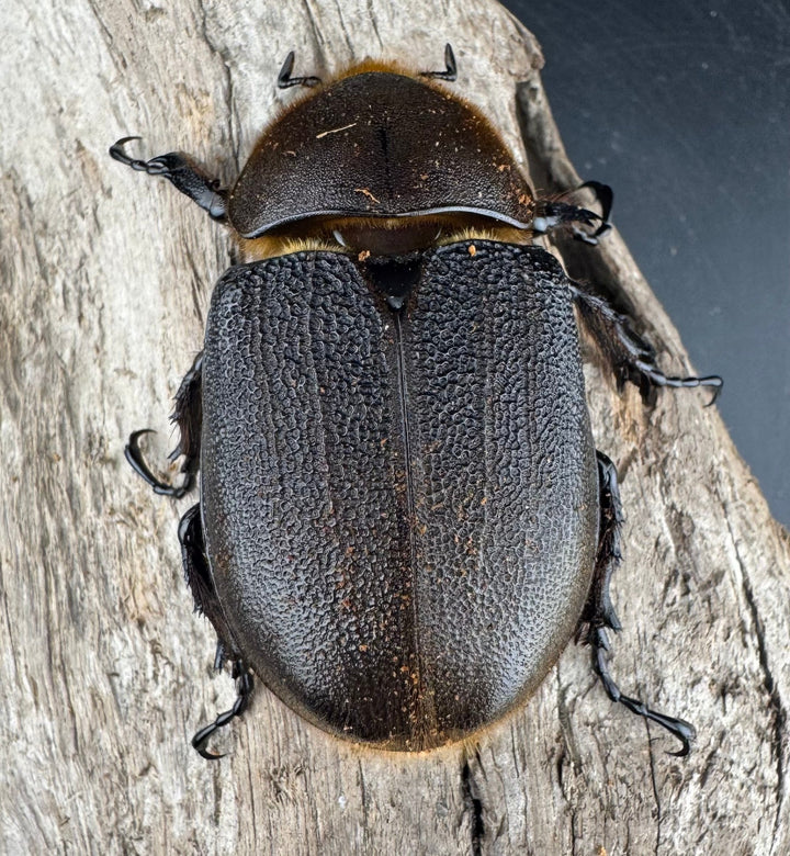 《ヘラクレス・ヘラクレス 143.5mm ペア》