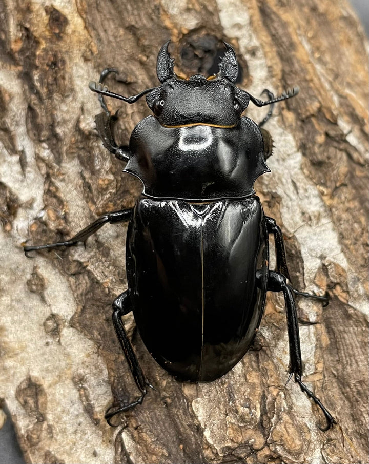 【WD】超大型大歯《インターメディアツヤクワガタ 98mmUP ペア》