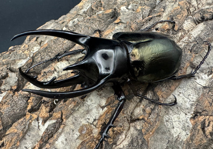 【WD】《ジャワコーカサスオオカブト 96mm ペア》