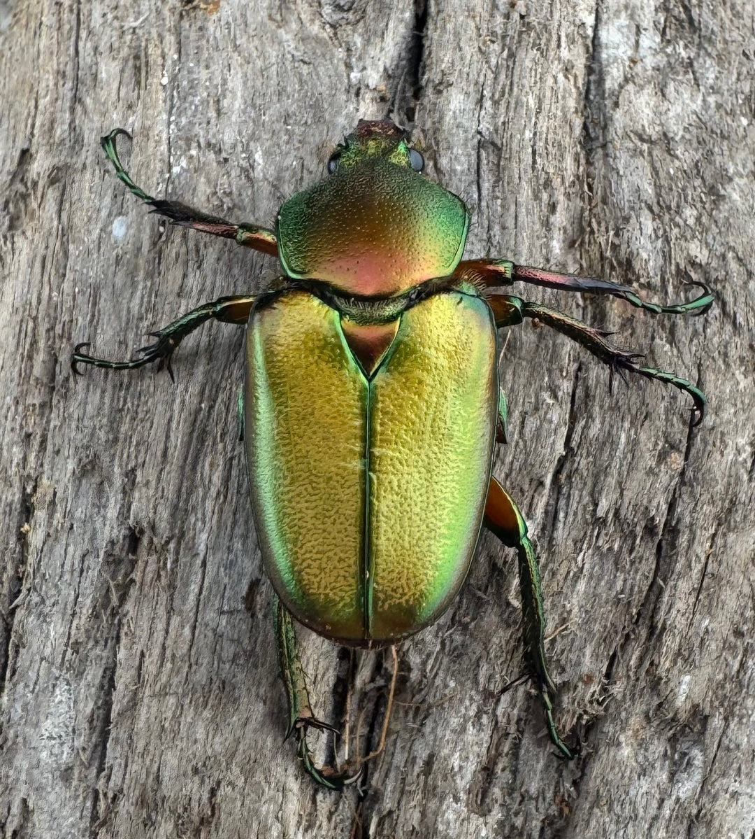 【WD】《ロドリゲスヒメカブトハナムグリ 大型 ペア》