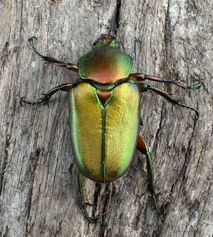 【WD】《ロドリゲスヒメカブトハナムグリ 大型 ペア》