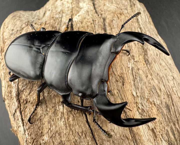 《マレーアンタエウスオオクワ 72mm ペア》