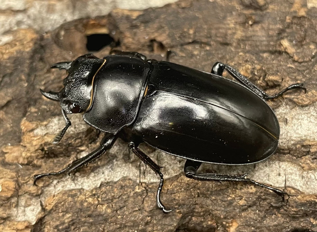 【WD】《パリーフタマタ亜種ディロレイ 65mm ペア》