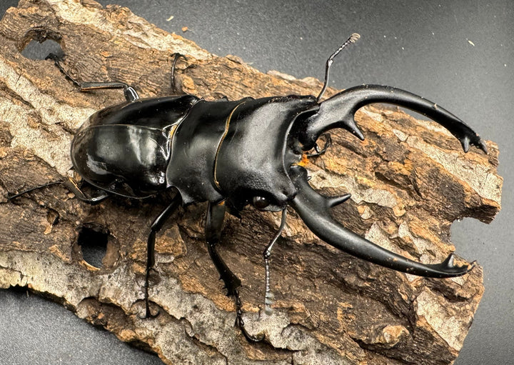 【WD】《インターメディアツヤクワガタ 91.5mm ペア》