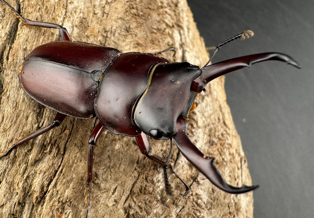 《ミシマコクワガタ 硫黄島産 41mm ♂♀♀トリオ》