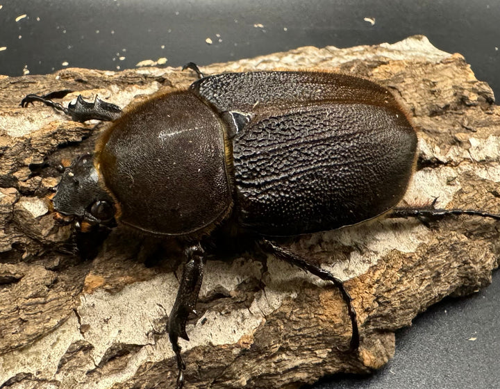 《ヘラクレス・ヘラクレス 126mm ペア》