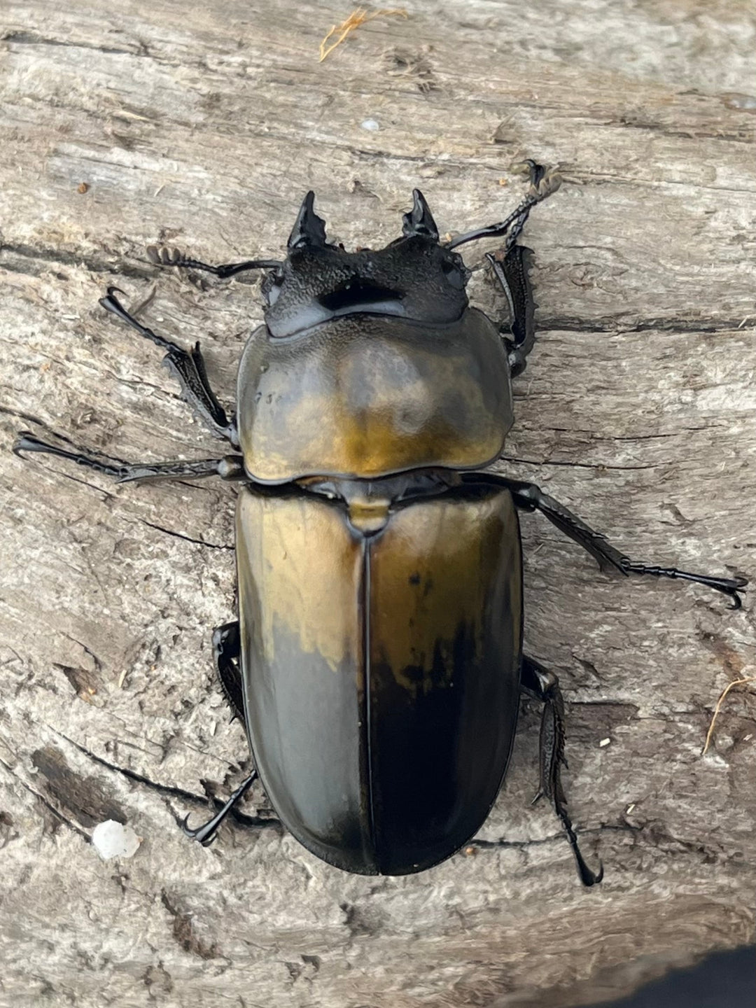 【F0】《ローゼンベルグオウゴンオニクワガタ 43.5mm ♀単》