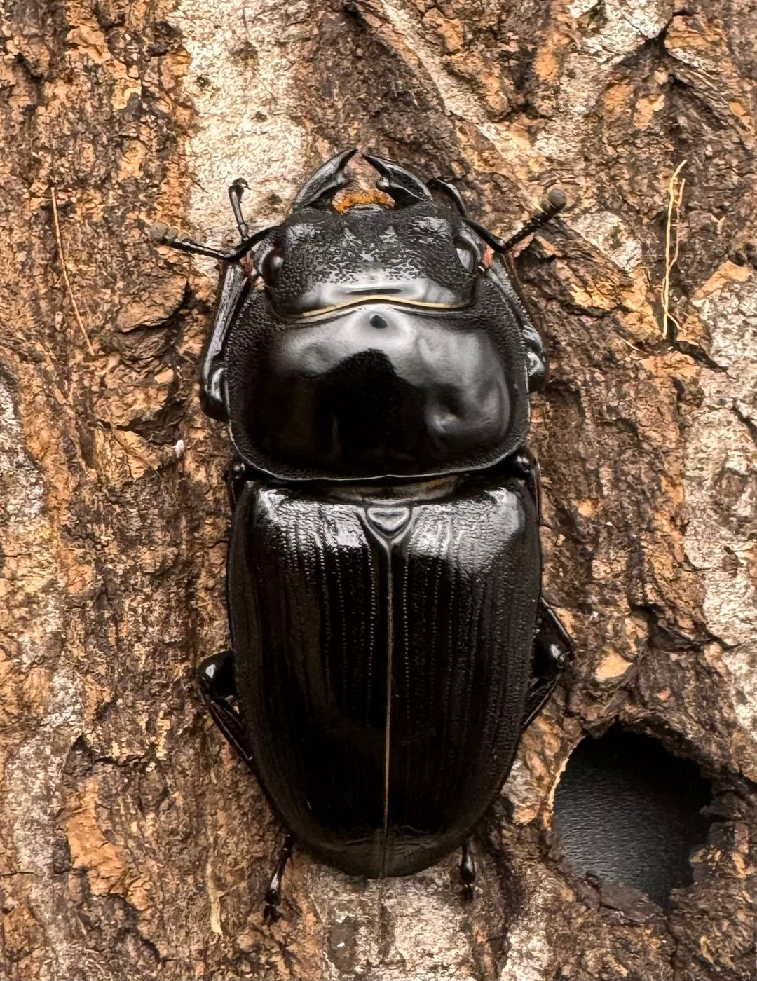 《ホペイオオクワ G 74mm ペア》