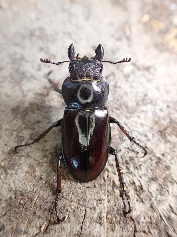 【WD】《ヒメミヤマクワガタ大陸亜種continentalis 30mm ♀単》