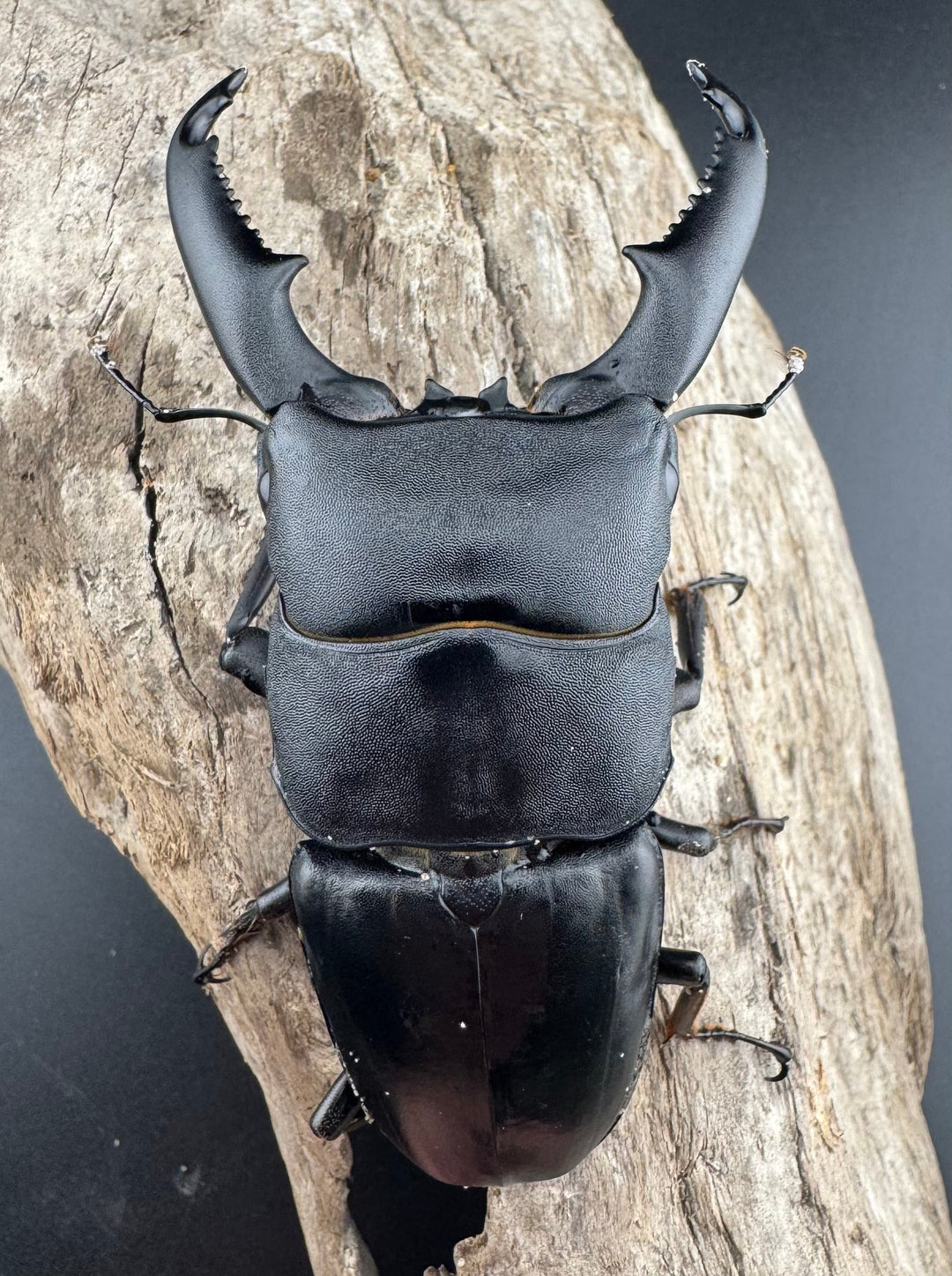 【WD】《ミンダナオヒラタ キダパワン産 93mm ペア》