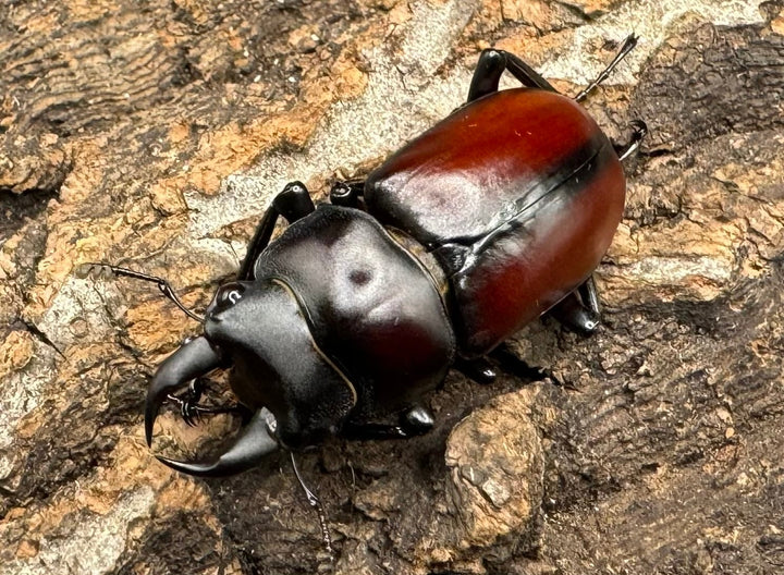 【WD】《チベット産 ドンキエルコクワ原名亜種 34mm ペア》