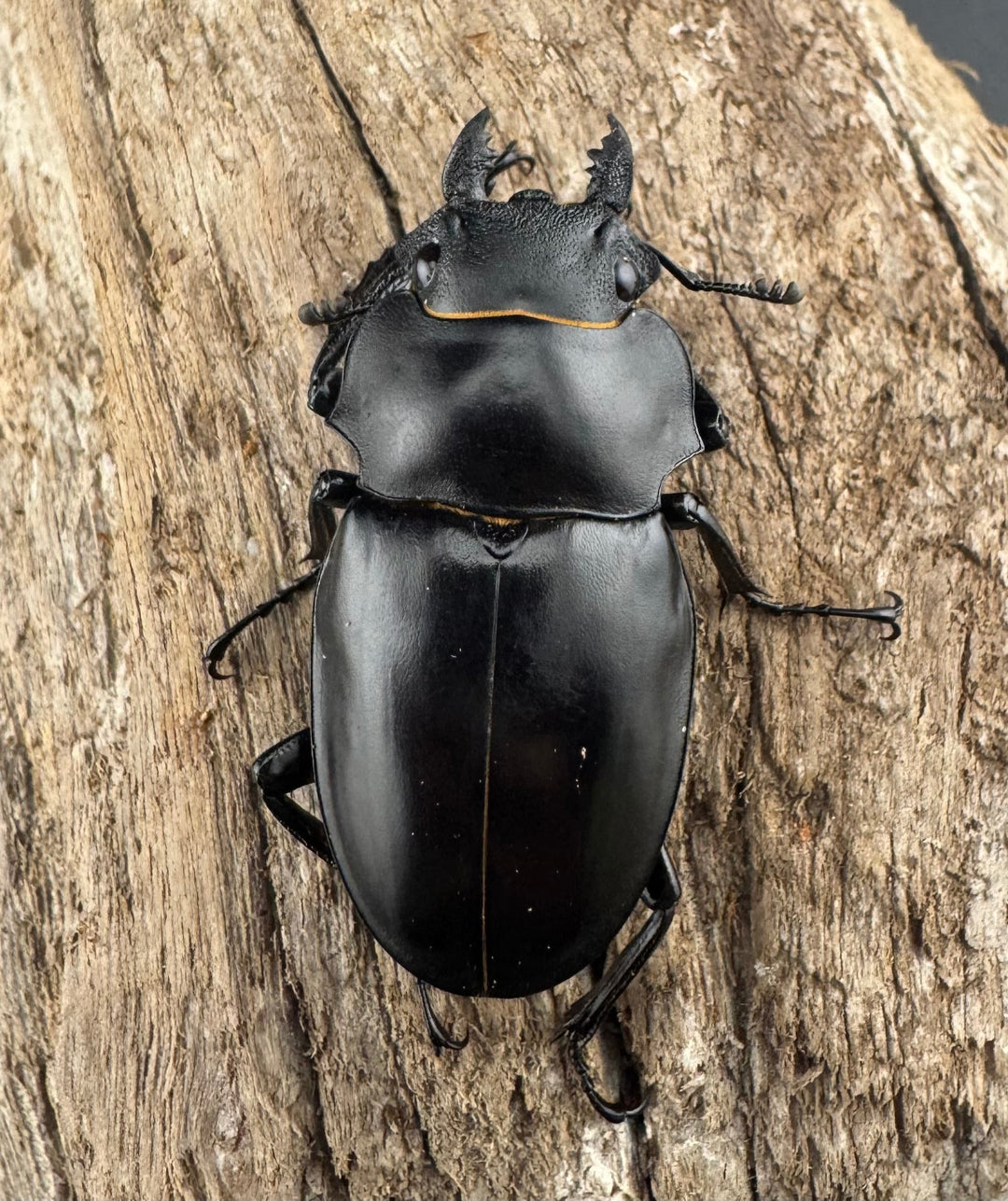 【WD】大型《アルケスツヤクワガタ 91.5mm ペア》