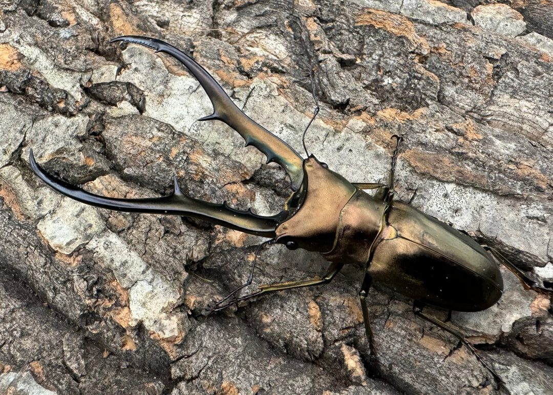 【WD】《メタリフェルホソアカ 85mm ペア》