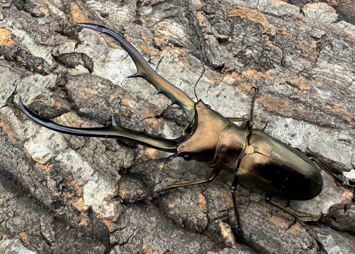 【WD】《メタリフェルホソアカ 85mm ペア》