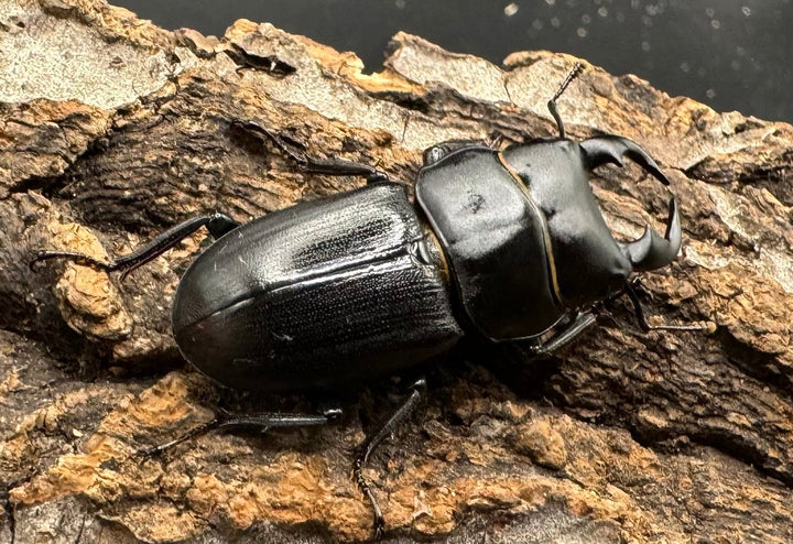 【WD】《ドルクス メンシウス 35mm ペア》