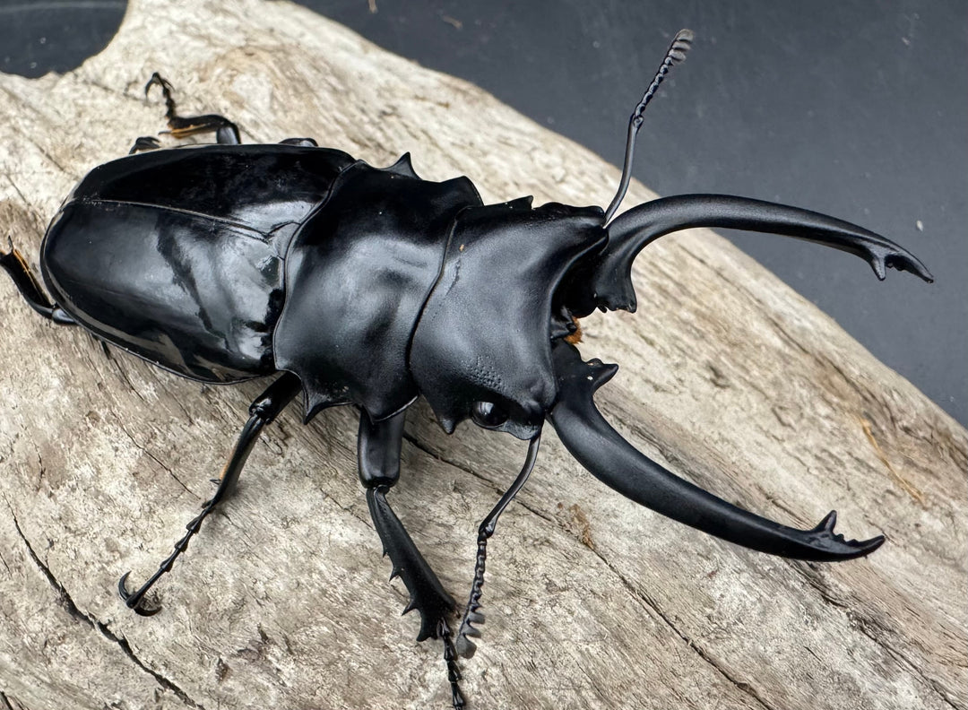 【WD】《ダールマンツヤクワガタ亜種celebensis 81.5mm ペア》