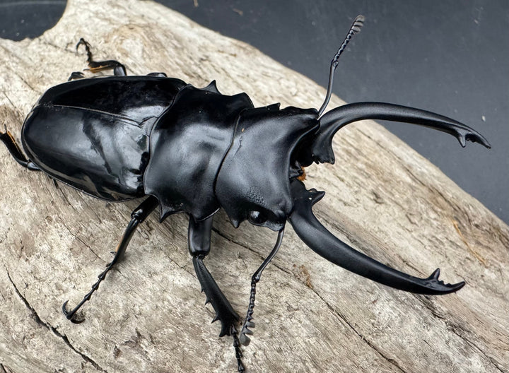 【WD】《ダールマンツヤクワガタ亜種celebensis 81.5mm ペア》