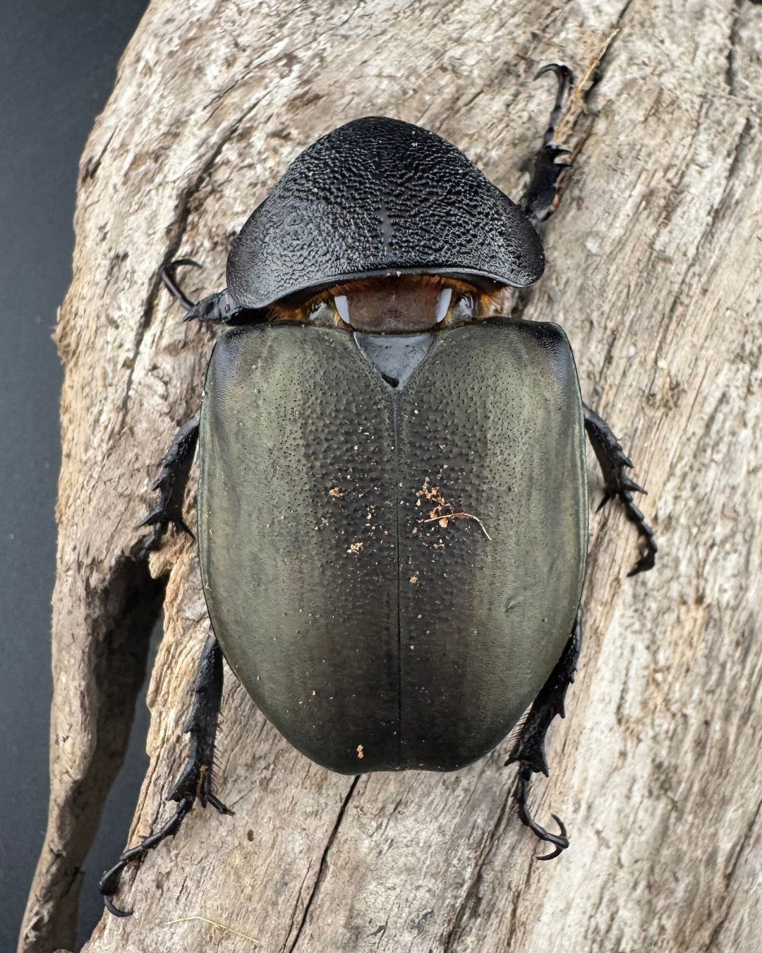 【WD】《ミンダナオアトラスオオカブト マラグサン産 95mm ペア》