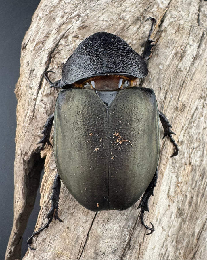 【WD】《ミンダナオアトラスオオカブト マラグサン産 95mm ペア》