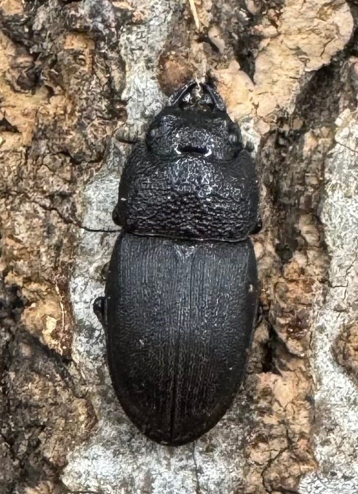 【WD】《フィリピンネブト亜種バンガイエンシス Free ペア》