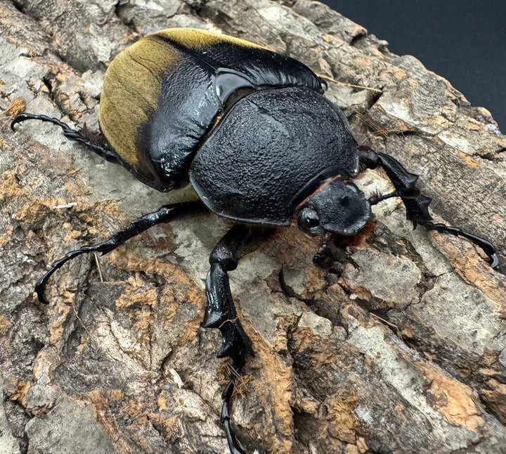 《ギアス ルンバッシャー 98mm ペア》