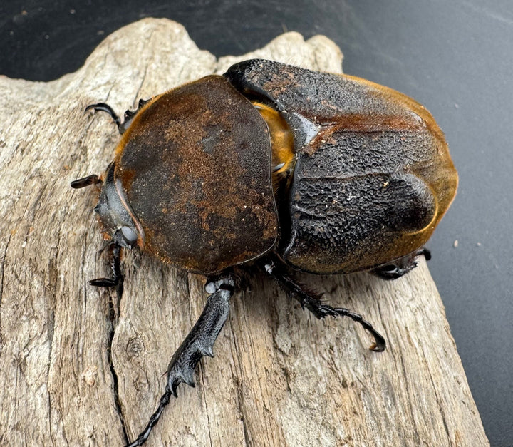 【WF11】《ヘラクレス・ブリュゼニ 117mm ♂♀♀トリオ（現トリニダーデンシス）》inohiro109氏ブリード個体