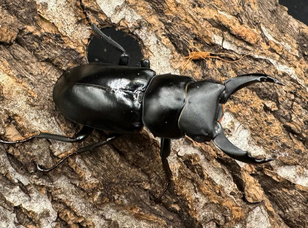 【WD】《ブラナウンコクワ 福貢県産 45mm ペア》