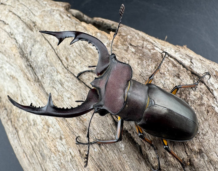 【WD】2018新種記載《ジュシャンミヤマ 58mm ペア》①