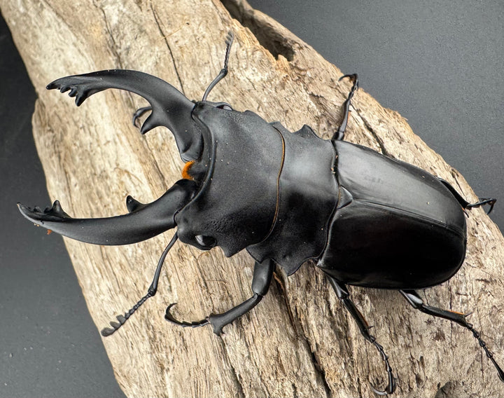 【WD】《アルケスツヤクワガタ 85mm ペア》