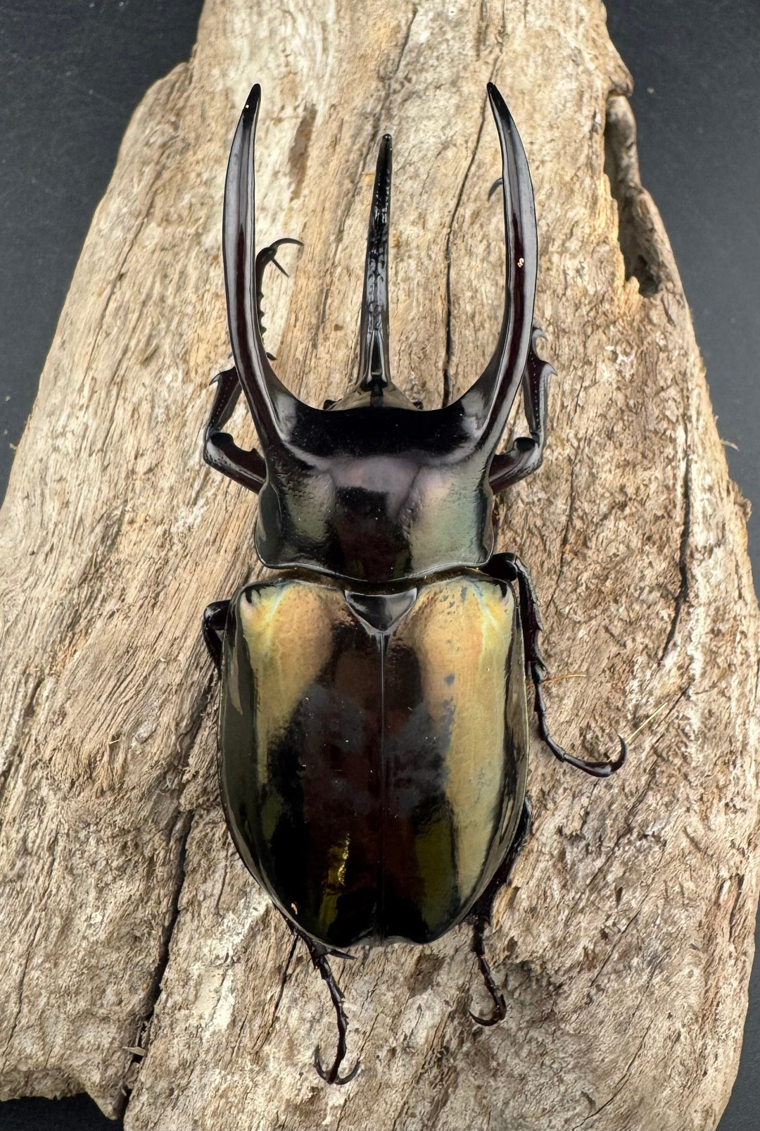 【WD】《アトラスオオカブト スマトラ島産 84mm ペア》