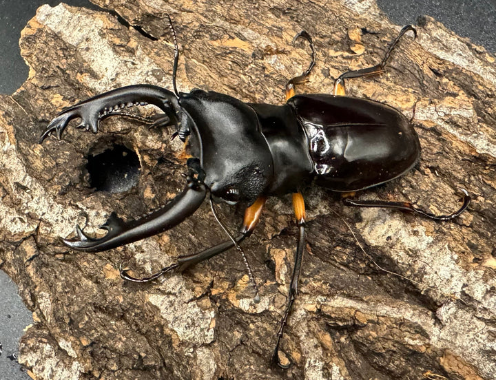 【WD】《インペリアリスツヤ亜種komorii 68mm ペア》