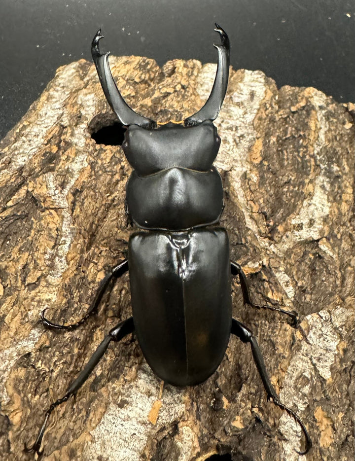 【WD】《ブラナウンコクワ 碧羅雪山産 61mm ペア》