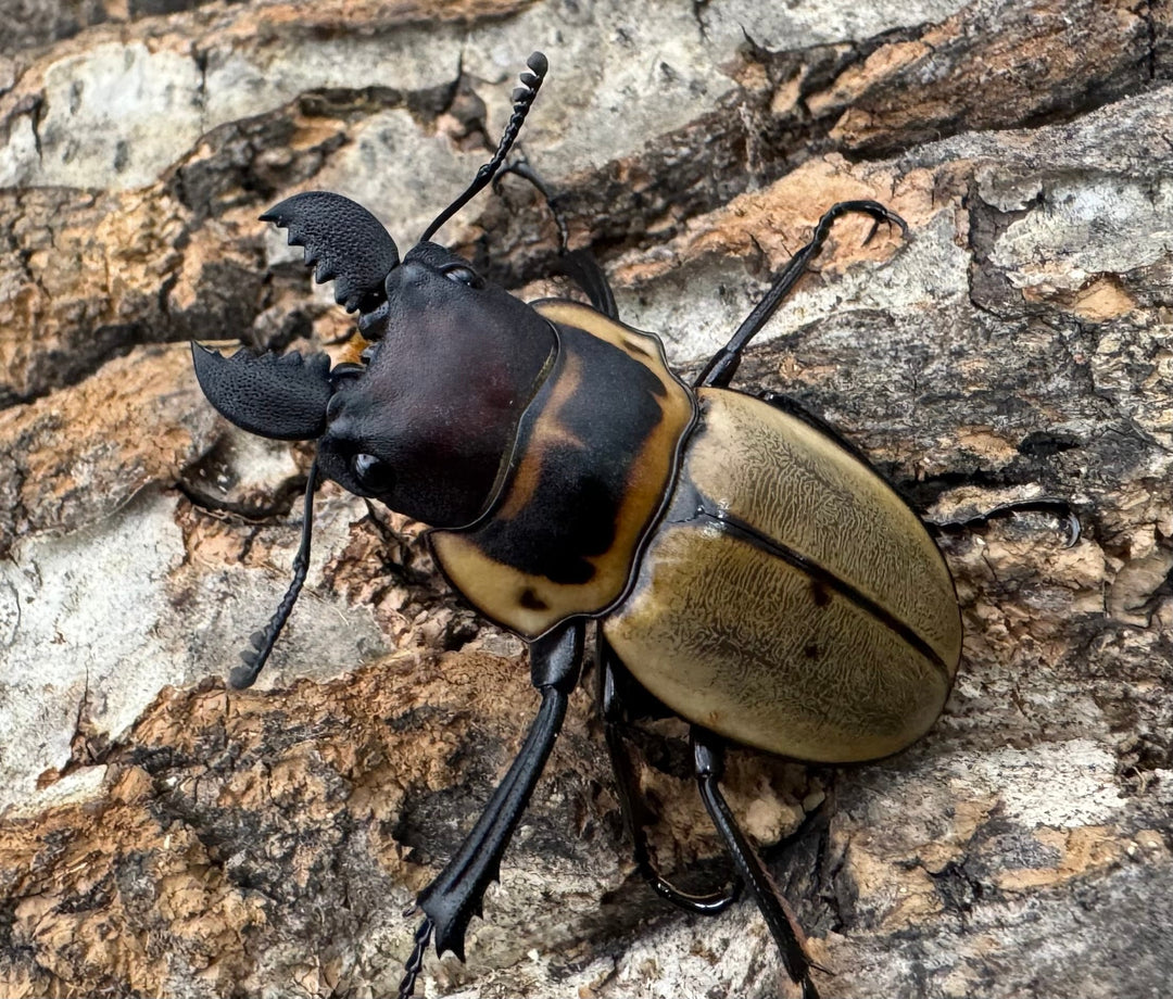 【WD】《ブルークツヤクワガタ 38mm ペア》