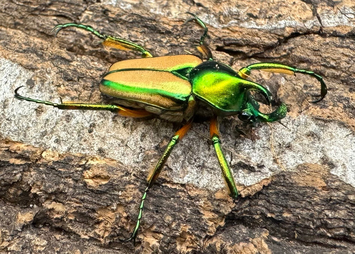 【WD】《セブヒメカブトハナムグリ ペア》