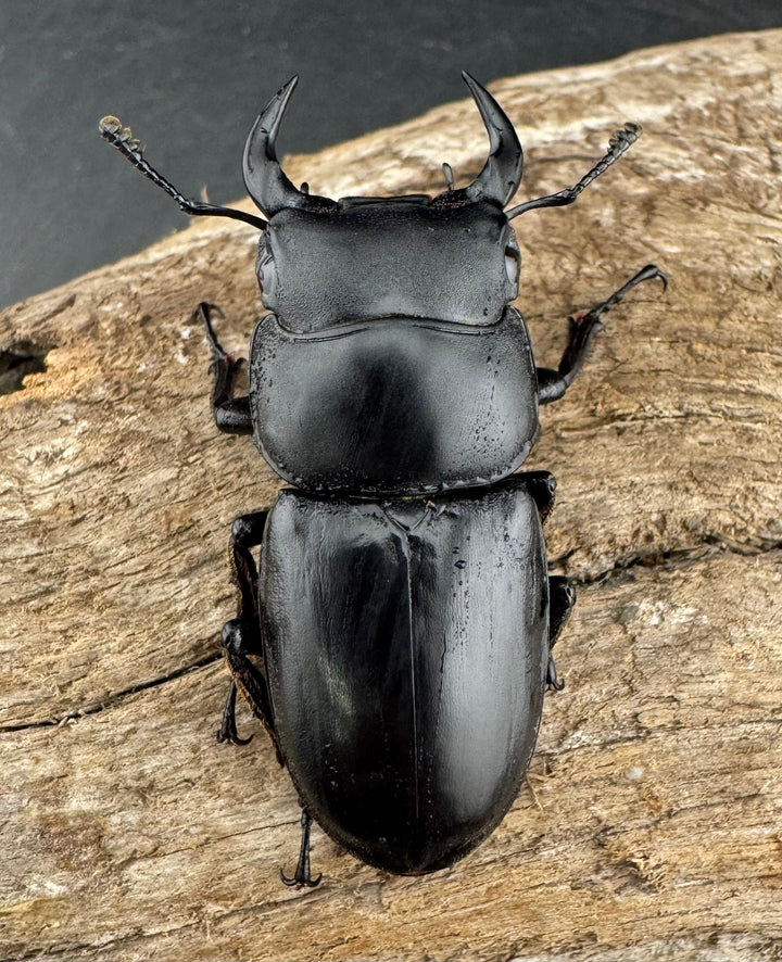 【WF4】即ブリ《カミジョウオオクワ 43mm ♂単》