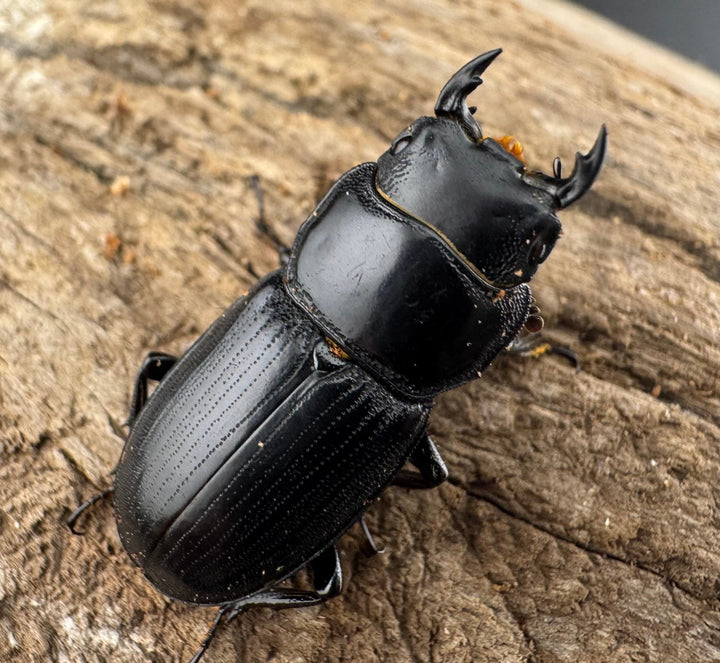 【WD】《カツラオオクワ 広西壮族産 25mm ペア》