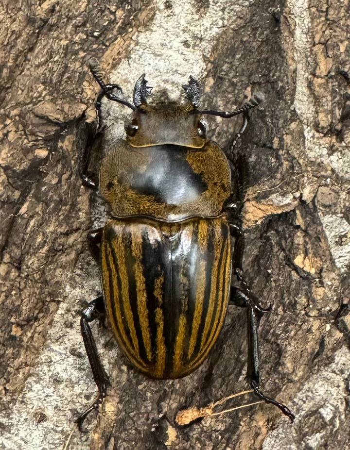 【WD】《ストリアータツヤクワガタ 45mm ペア》