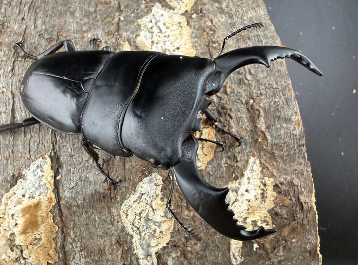 【WD】《スマトラオオヒラタ パダン産 85mm ペア》