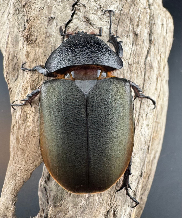 【WD】《ジャワコーカサスオオカブト 85.5mm ペア》