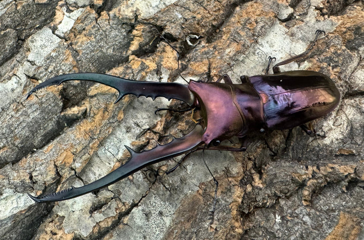 【美麗】《メタリフェルホソアカ 82mm ペア》セルヴォラン氏ブリード個体