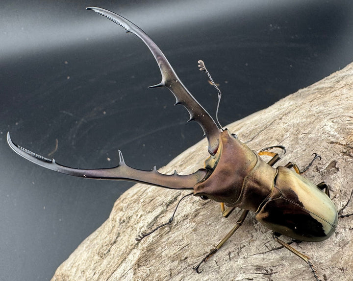 【WD】《メタリフェルホソアカ亜種finae 85mm ペア》