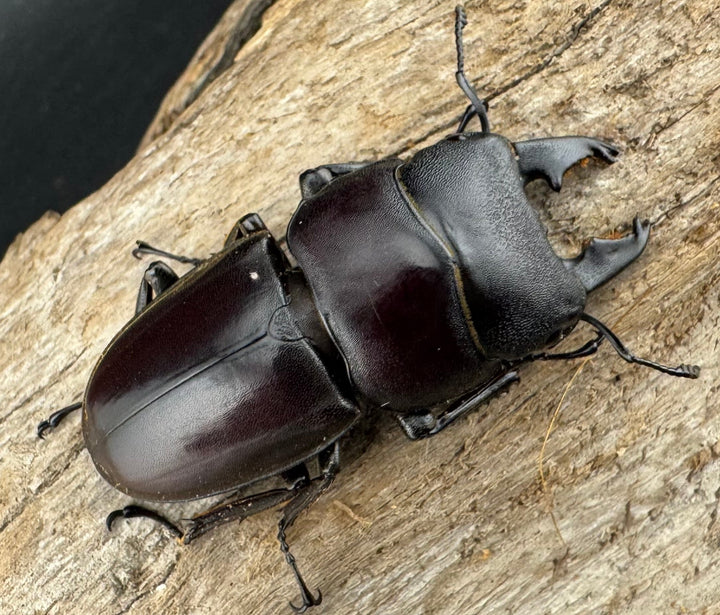 【WD】《タウルスヒラタ パラワン亜種 ロハス産 44mm ペア》