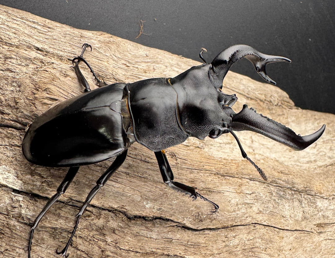 【WD】《ブケットフタマタクワガタ 74mm ペア》