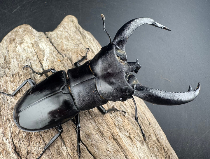 【WD】大型《リノケロスフタマタ 94mm ペア》