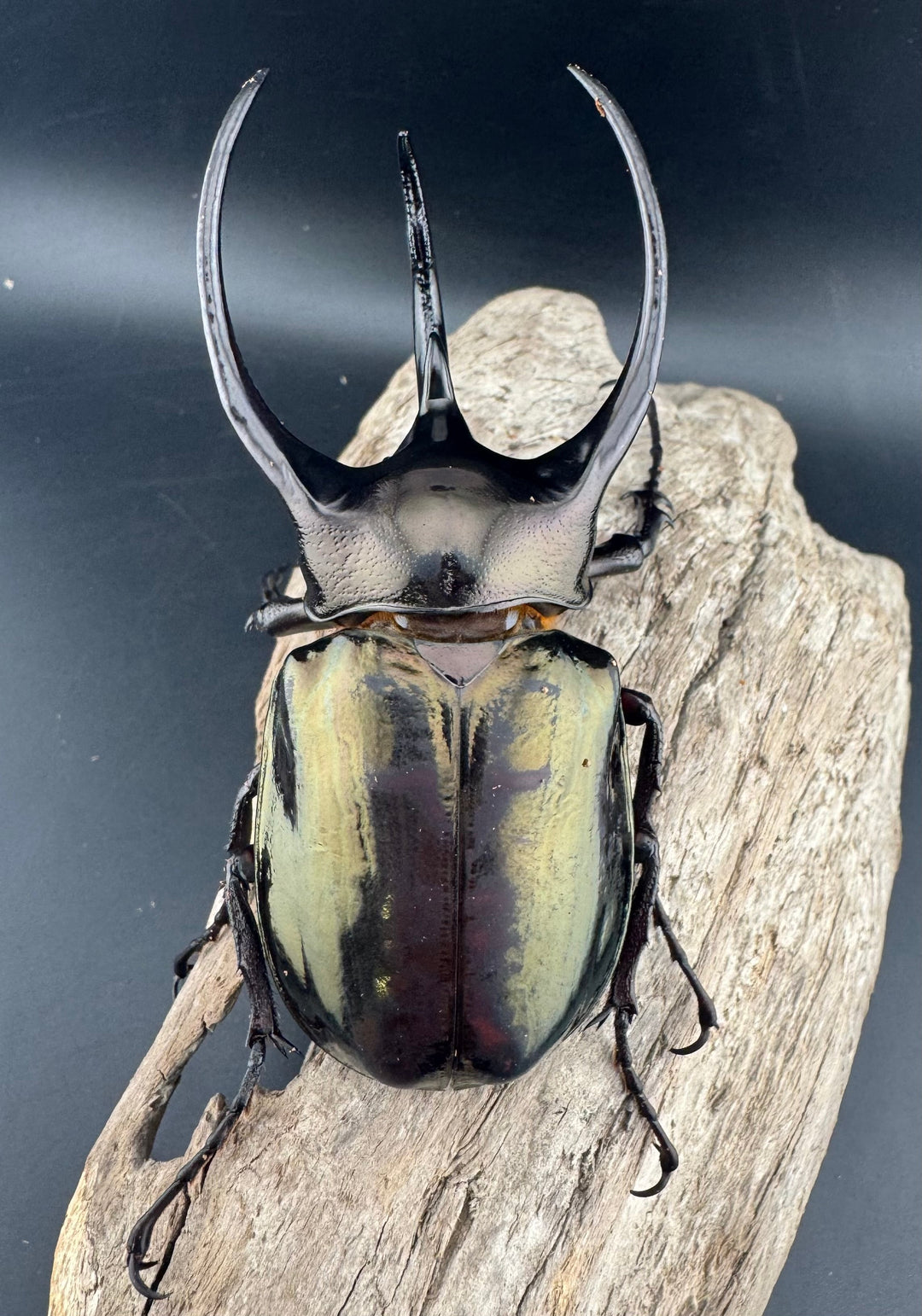 【WD】《ミンダナオアトラスオオカブト キダパワン産 95mm B品ペア》