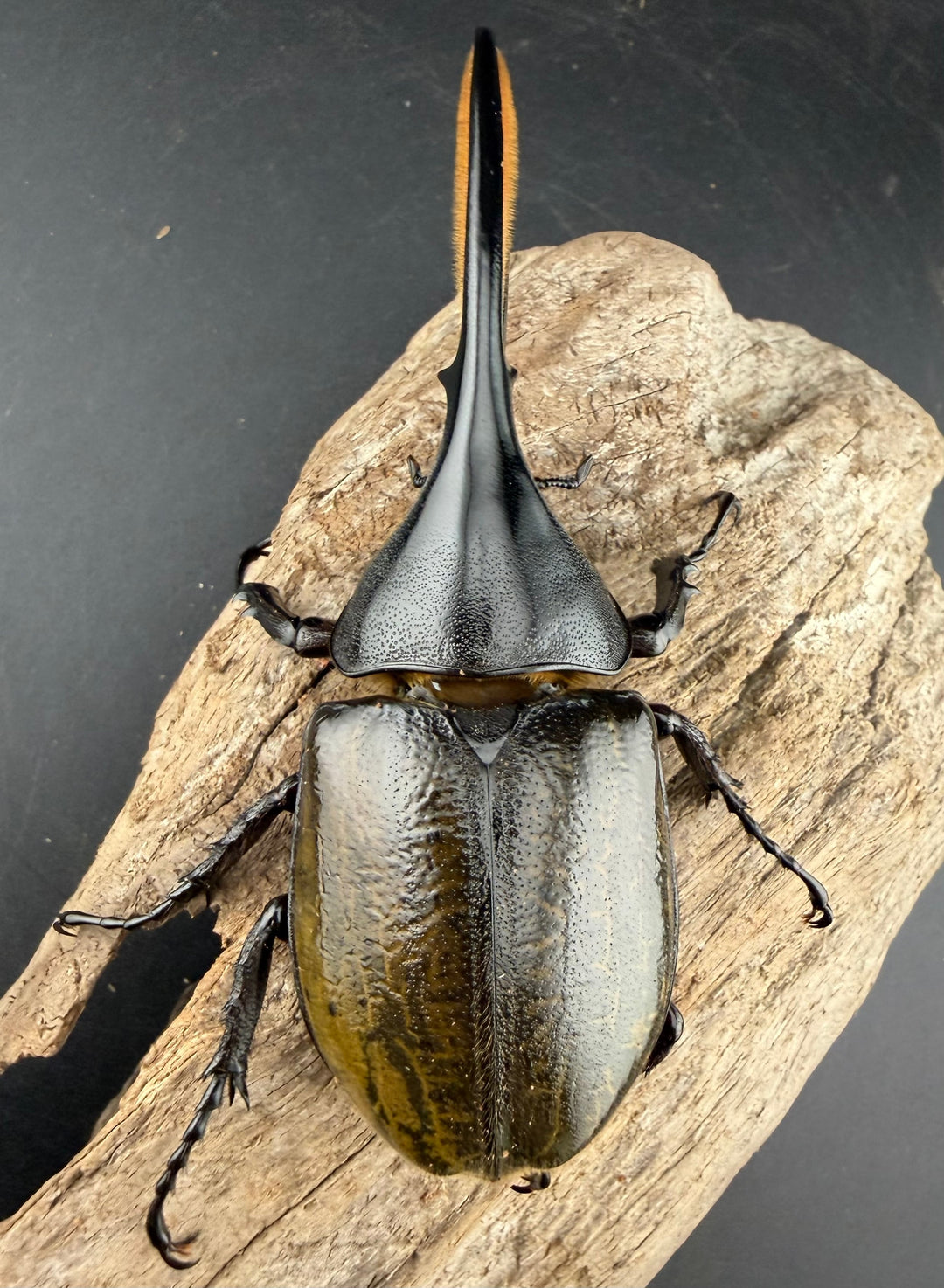 《 ヘラクレス・モリシマイ 108mm ペア》