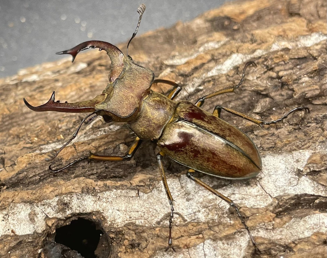 【WD】《デランミヤマクワガタ原名亜種 43mm ペア》